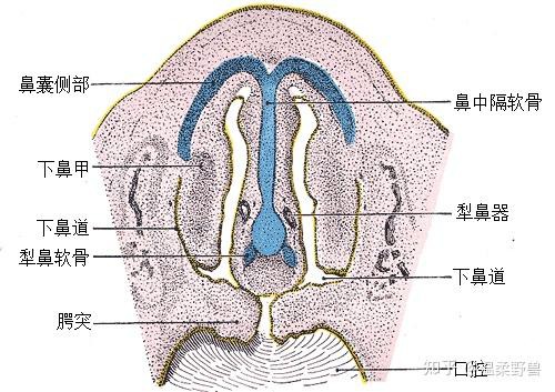 费洛蒙迷人爱情香水国内官方网站